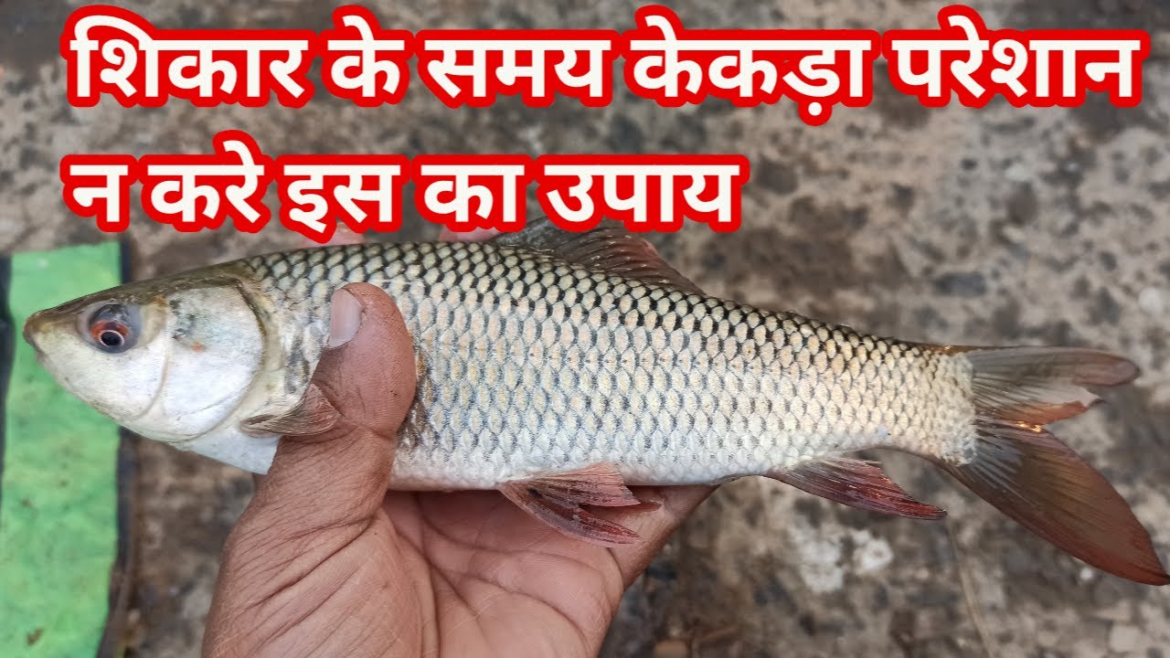मछली शिकार करने के समय केकड़ा परेशान न करे इस का उपाय || sundar bihar