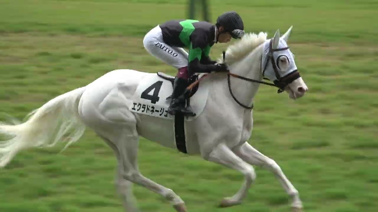 【白毛】2025年5月25日新潟競馬1Rエクラドネージュ＆小沢大仁騎手14着