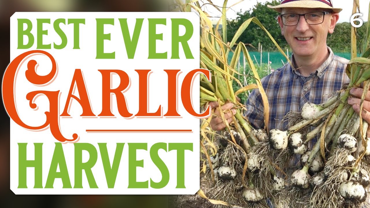 Huge garlic harvest plus planting sweetcorn, squash, beans and harvesting peas, turnips and greens.
