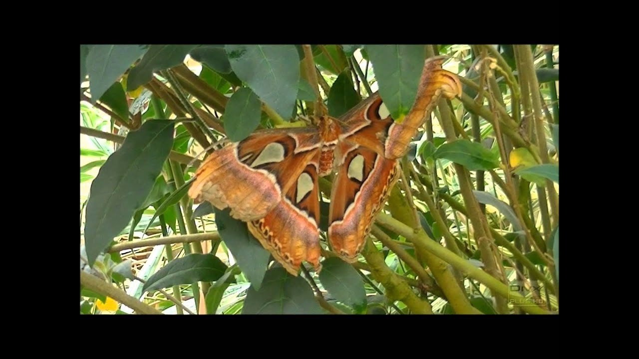 Pili Palas Nature World, Anglesey 2011