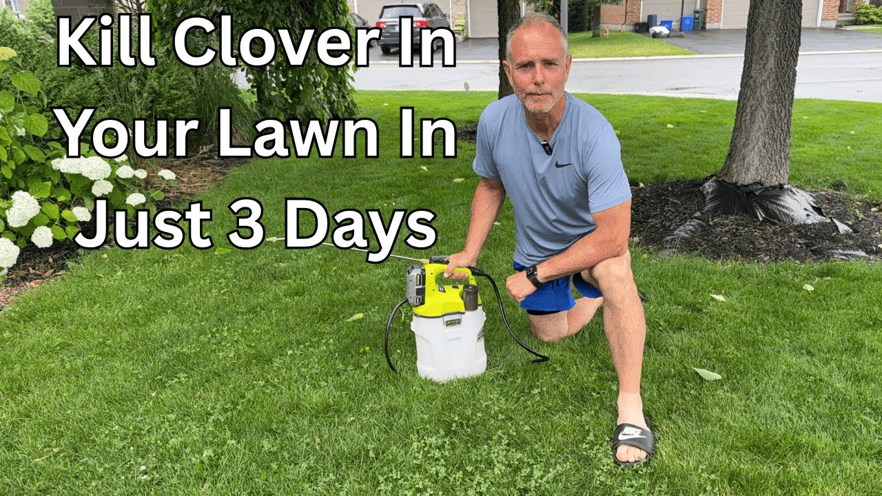 How To Kill Clover Lawn In 72 Hours