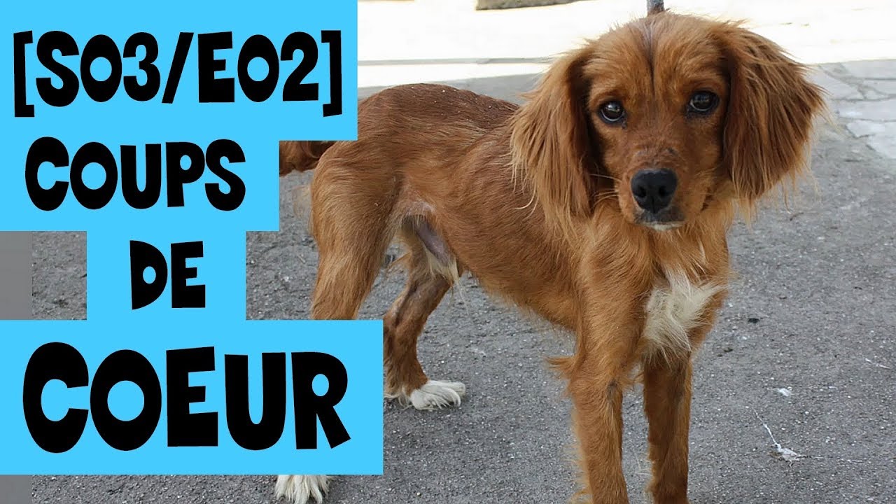 AU COEUR DES REFUGES [S03/E02] - Coups de coeur
