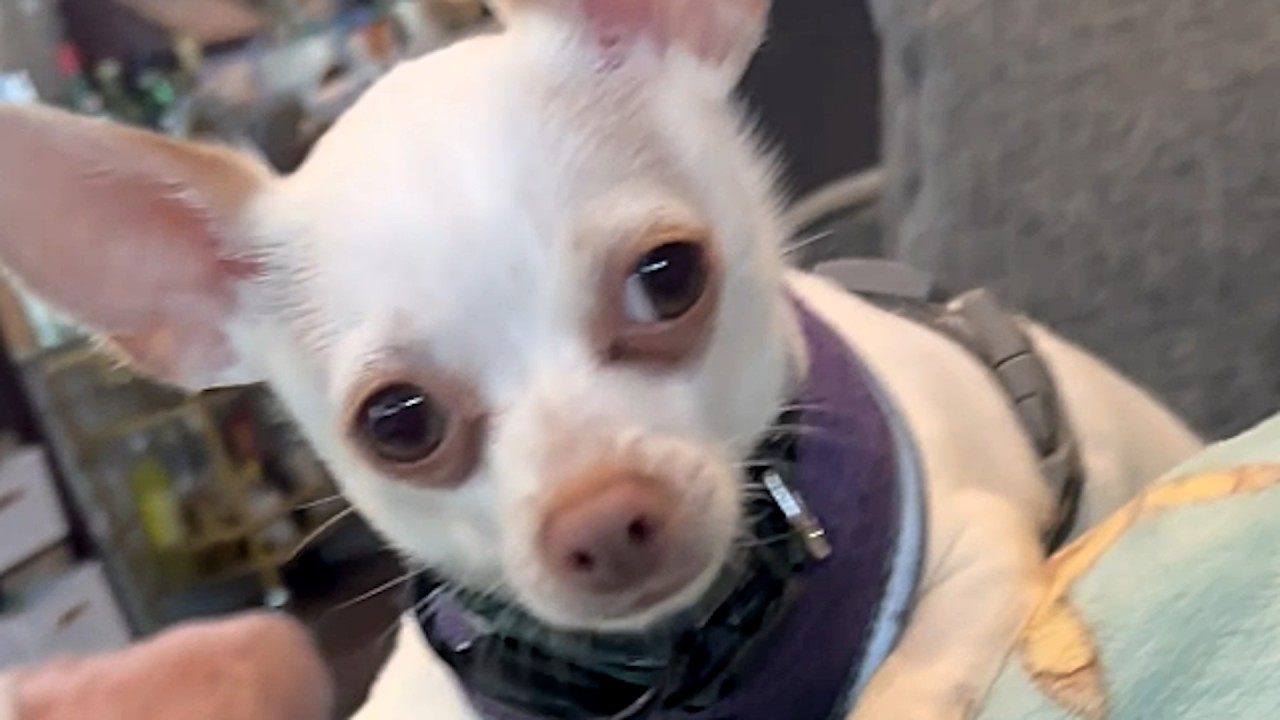 Chihuahua has spent 2 years trying to play with disabled cat