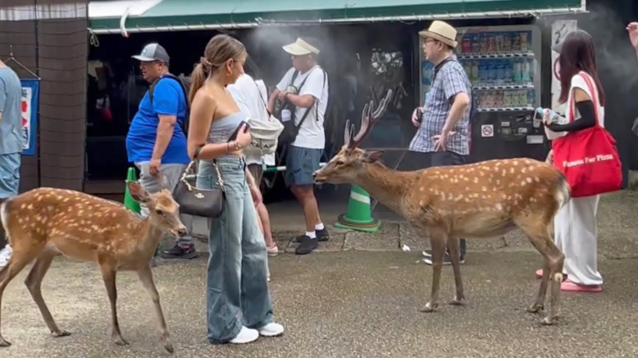 日本で一番笑顔に🦌なる場奈良公園の鹿所#narapark #naraparkjapan 