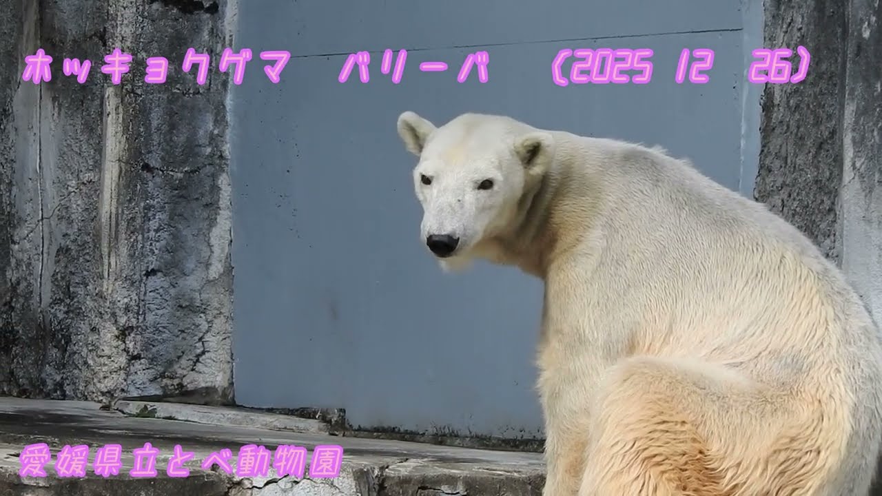 ホッキョクグマ　バリーバ(2025 12 26撮影)