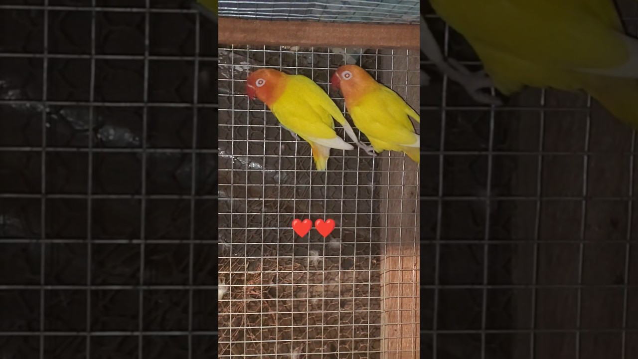 lutino love bird #birds #lovebirds