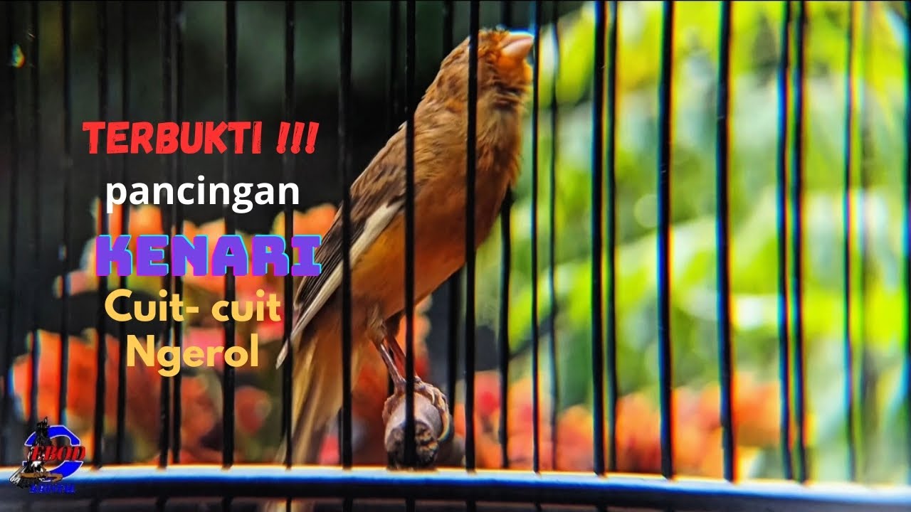 Pancingan