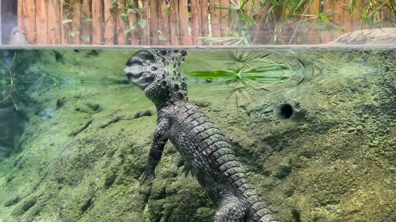 Zoo d'Amiens - Nature, Animals, Life.