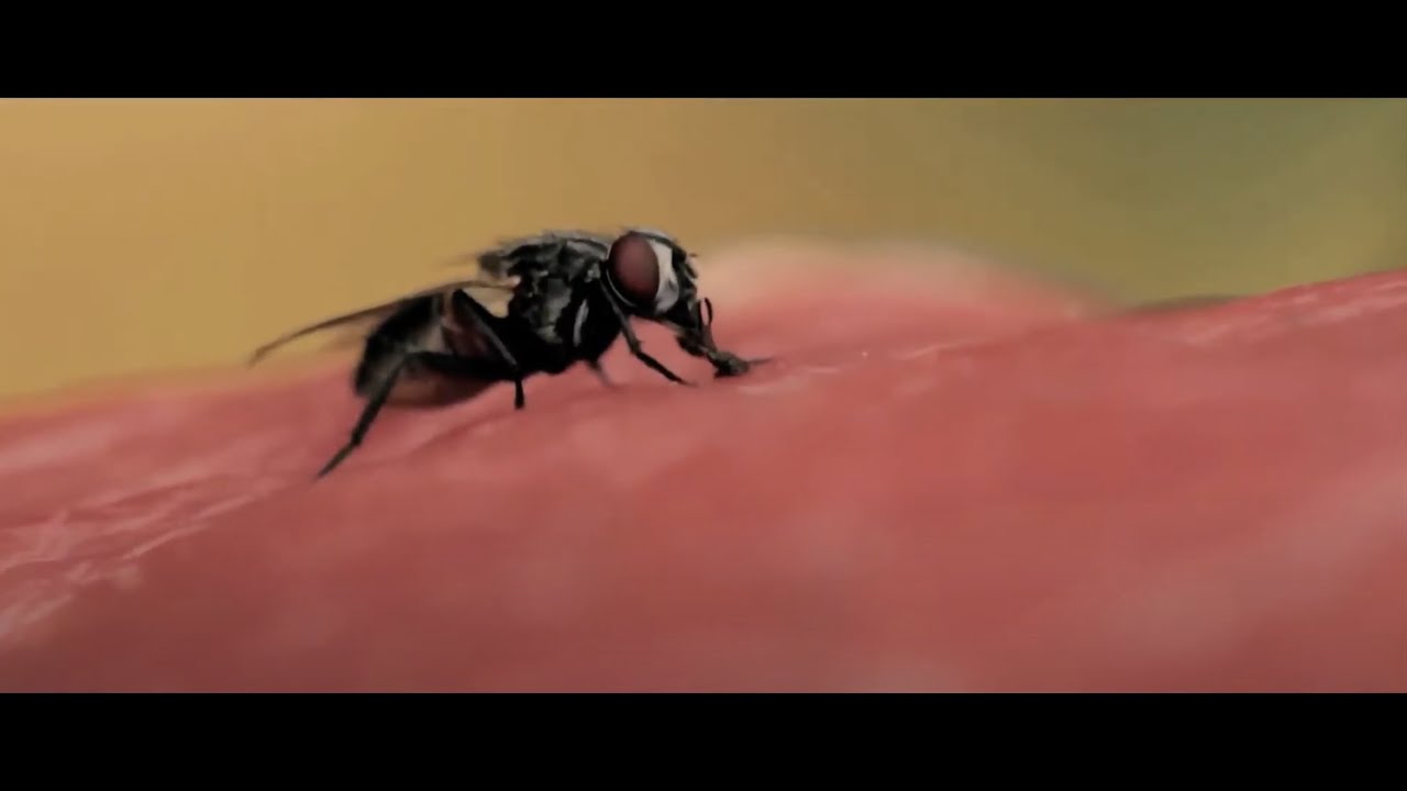 A Day in the Life of a Fly!