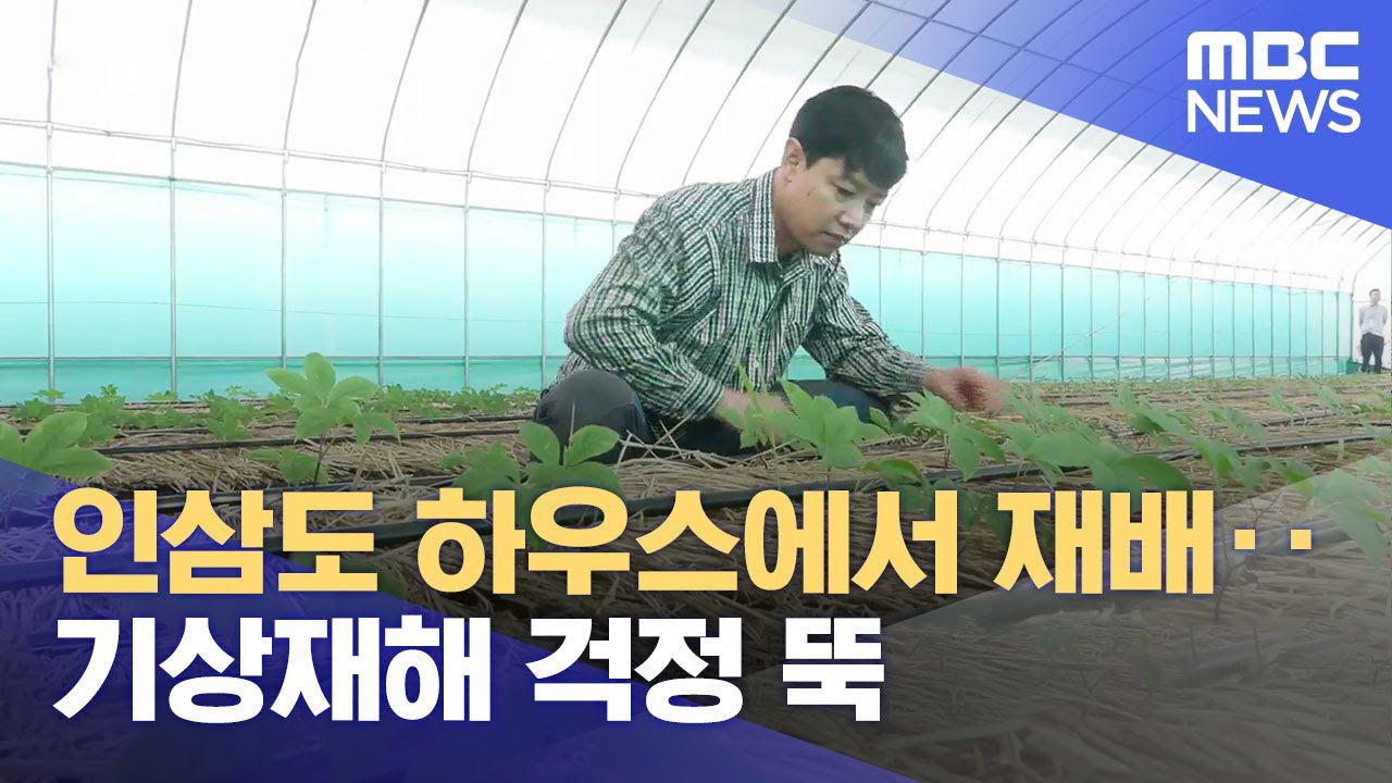 인삼도 하우스에서 재배‥ 기상재해 걱정 뚝  (2023.07.31/뉴스데스크/안동MBC)