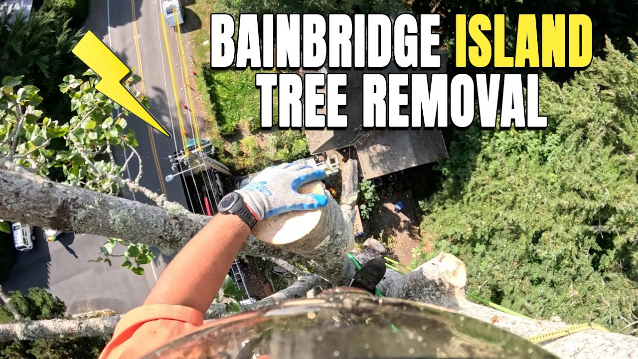 Bainbridge Island Tree Removal
