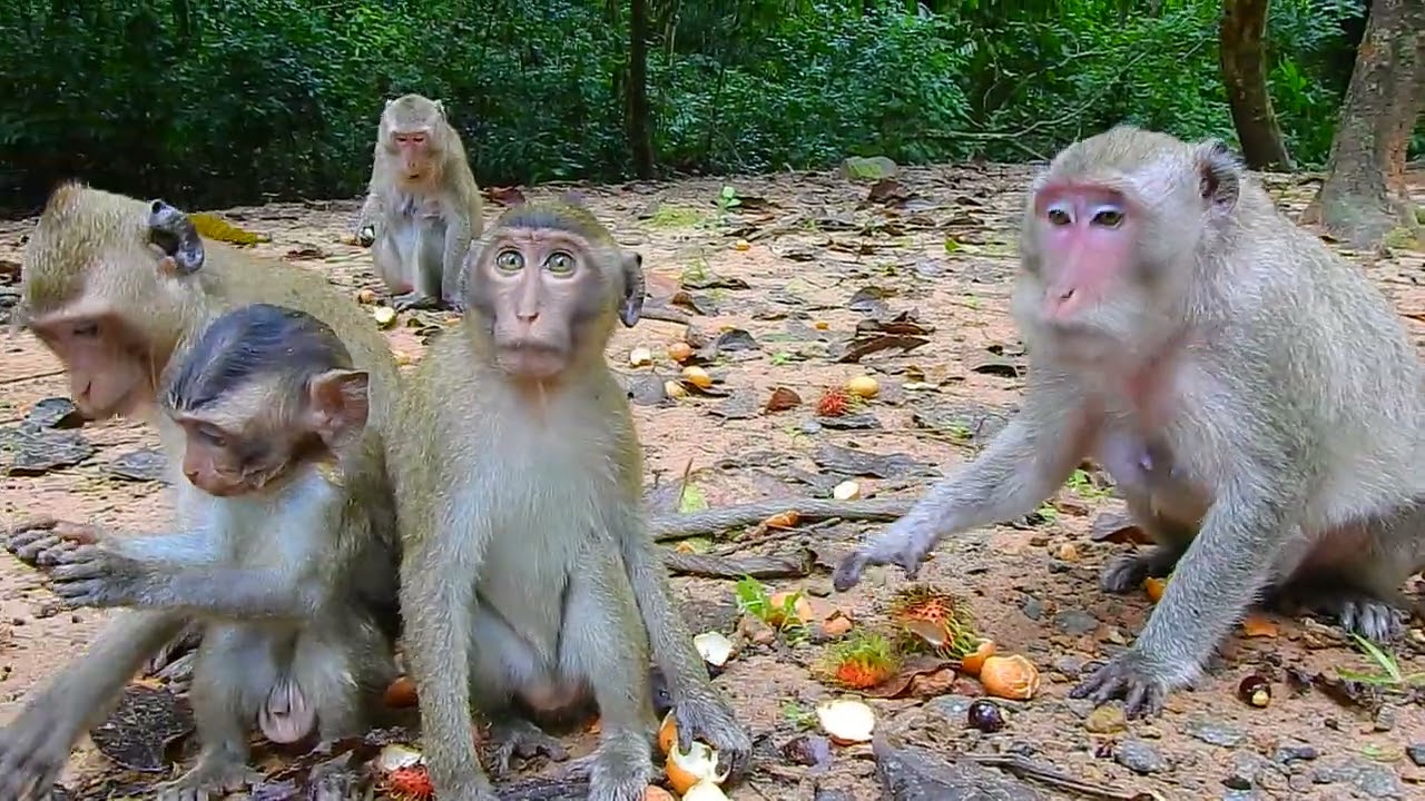 Big monkey Valeria try to take with her family but she good love with them | @LaBuBuMonkeysTV855