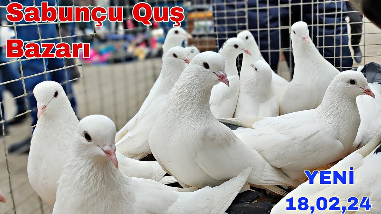 Sabunçu Quş Bazarı 18 Fevral 2024 @mubarizemintv
