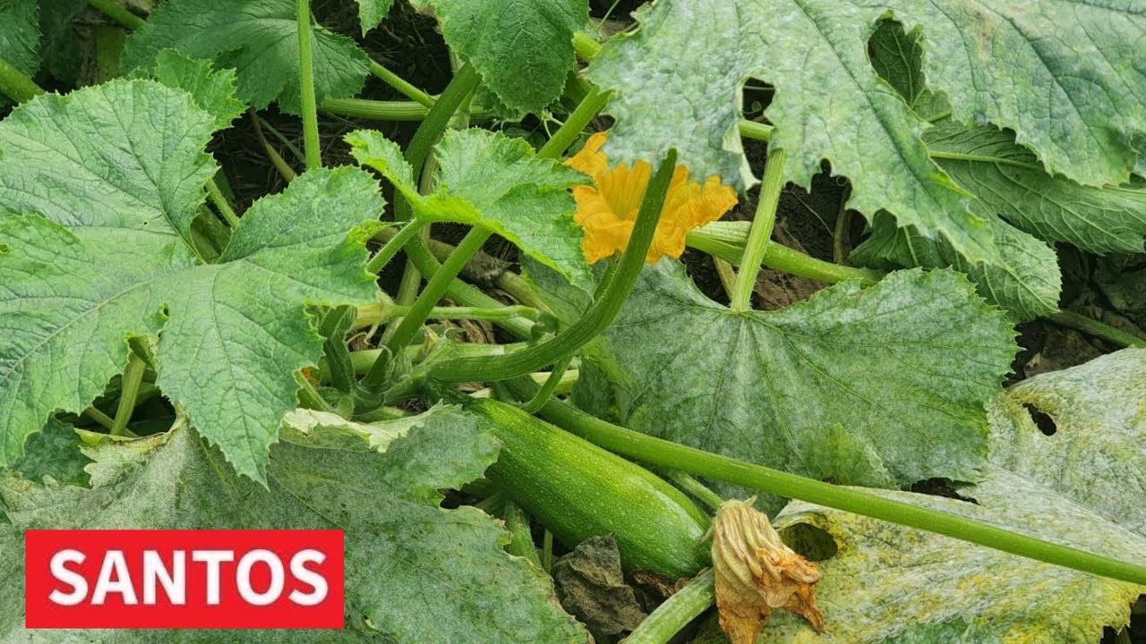 PROIZVODNJA TIKVICA UVEK STABILNA I SIGURNA