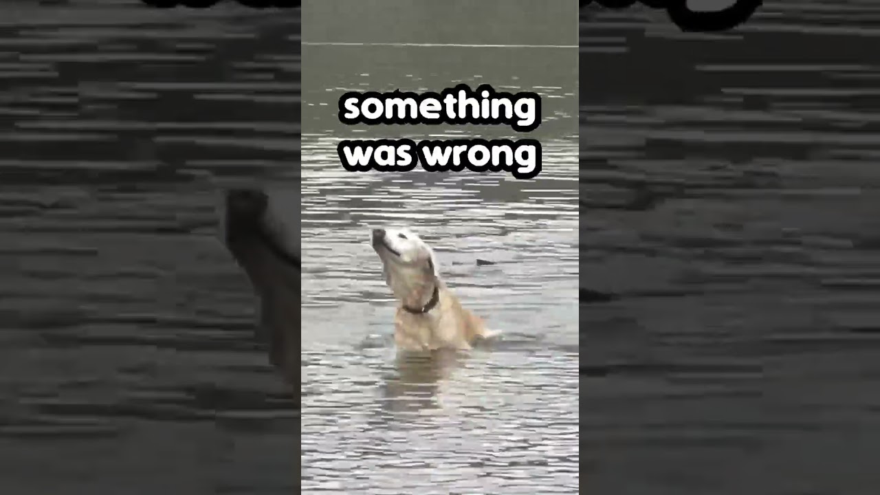 Owner Saves Pet Dog from Lake 👏