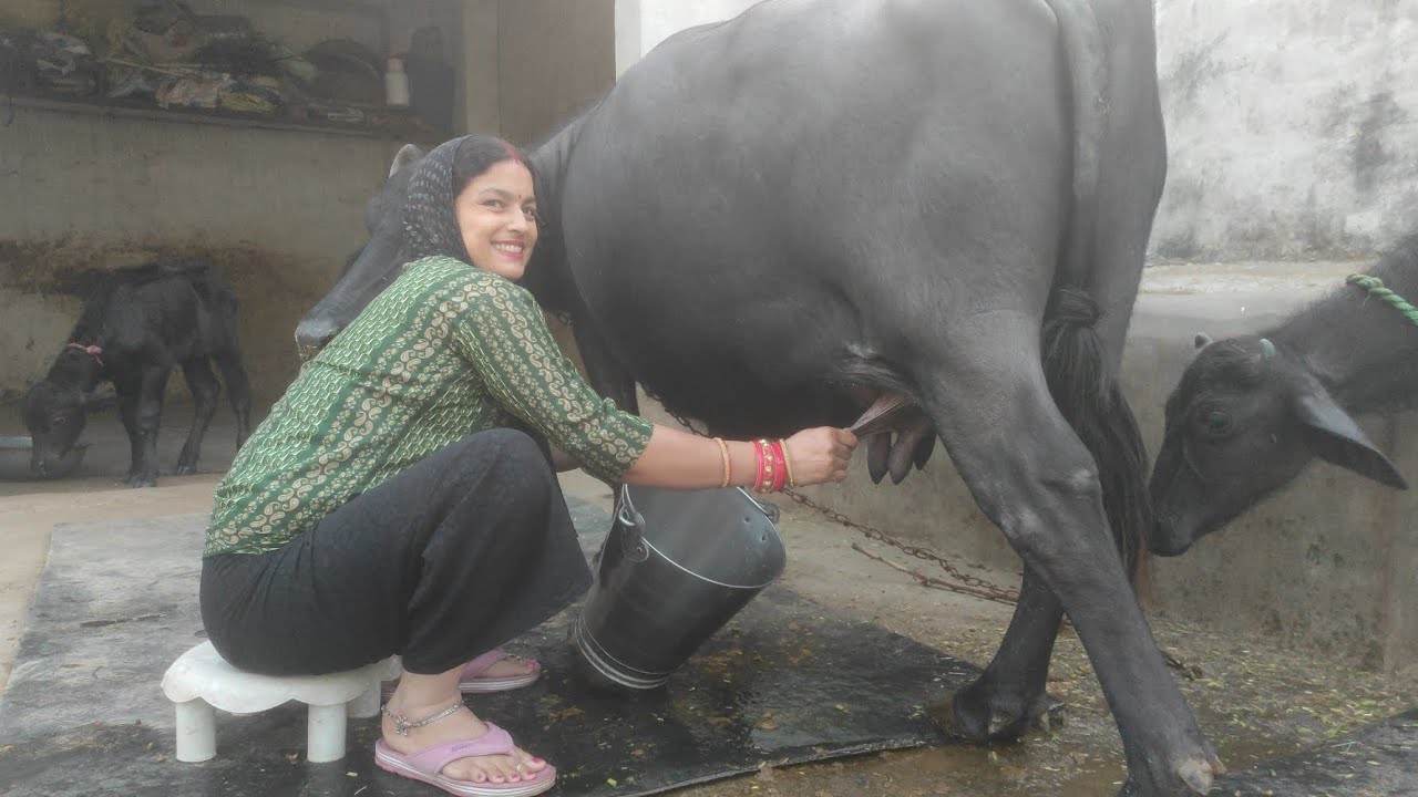 Aapke samne pesh hai ek aur Dhuaadar Milking 👀😉 #buffalomilkingbyhand 