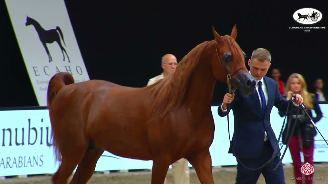 N 168 ERANTIS   European Championships 2022   Stallions 4 5 Years Old Class 11