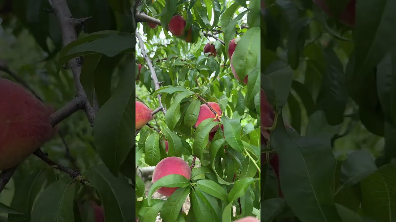 Picking Peaches at a peach orchard