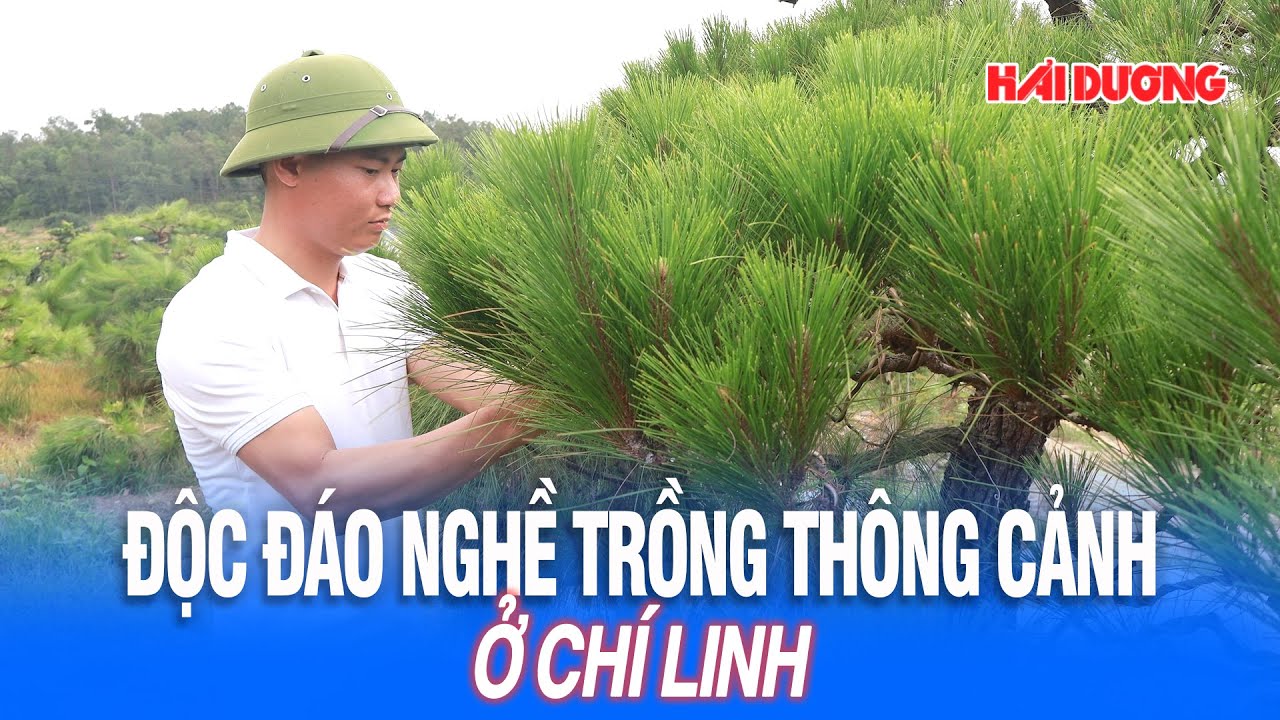 Độc đ&aacute;o nghề trồng th&ocirc;ng cảnh ở Ch&iacute; Linh