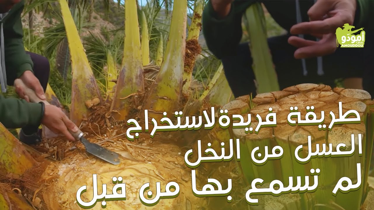 أمودّو | طريقة فريدة لاستخراج العسل من النخل لم تسمع بها من قبل