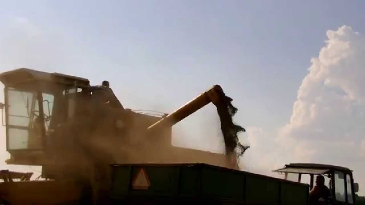 Żniwa 2014 -Jęczmień Jary .Bizon Z0-56 [HD]