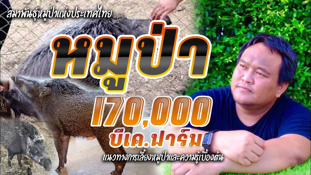 การเลี้ยงหมูป่า(เลือด100%)