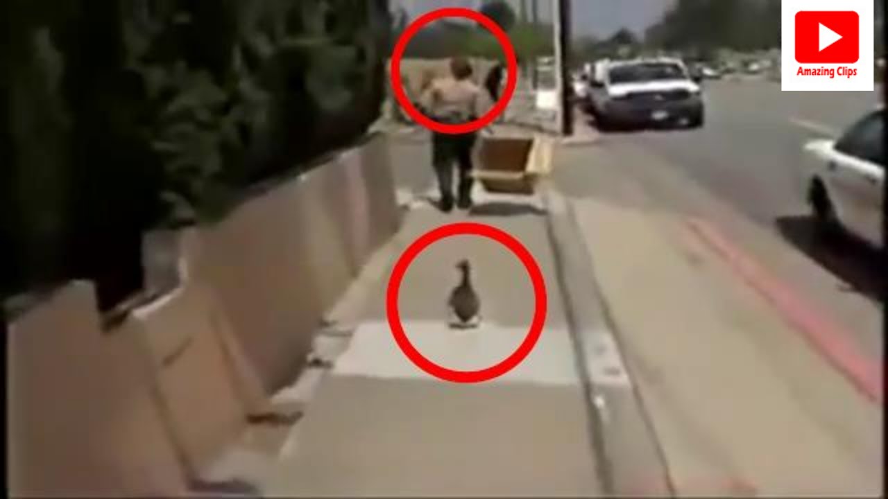Mother duck calls police to help save her ducklings