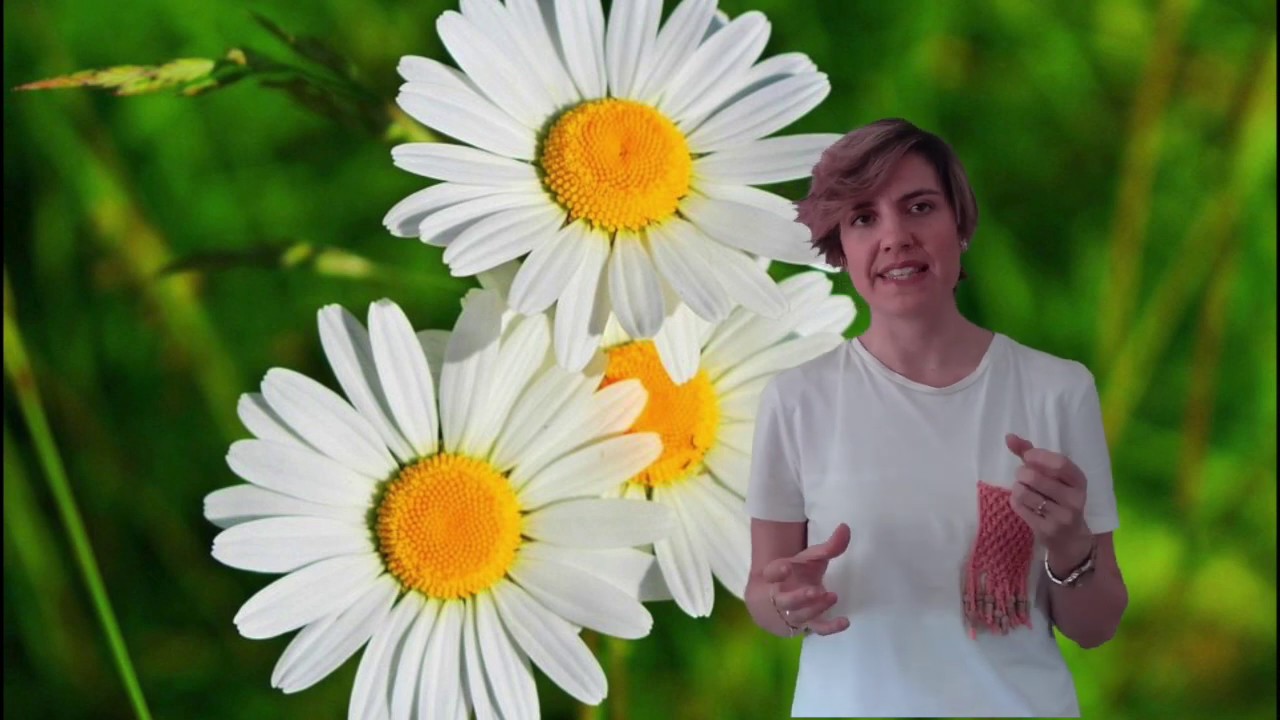 Flor