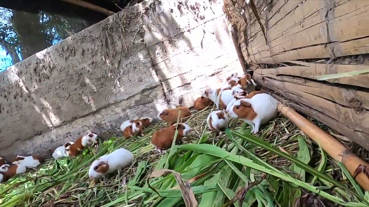 Back at the Guinea pig farm in Peru. @Rawwalkvideos