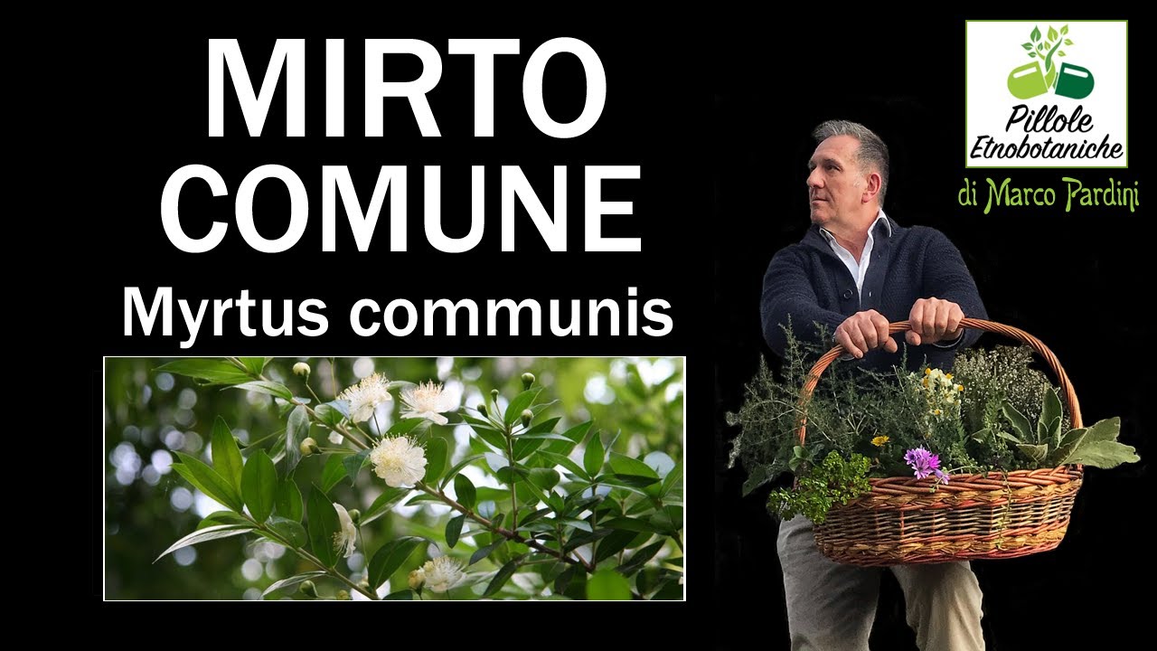 Il Mirto, una pianta divina