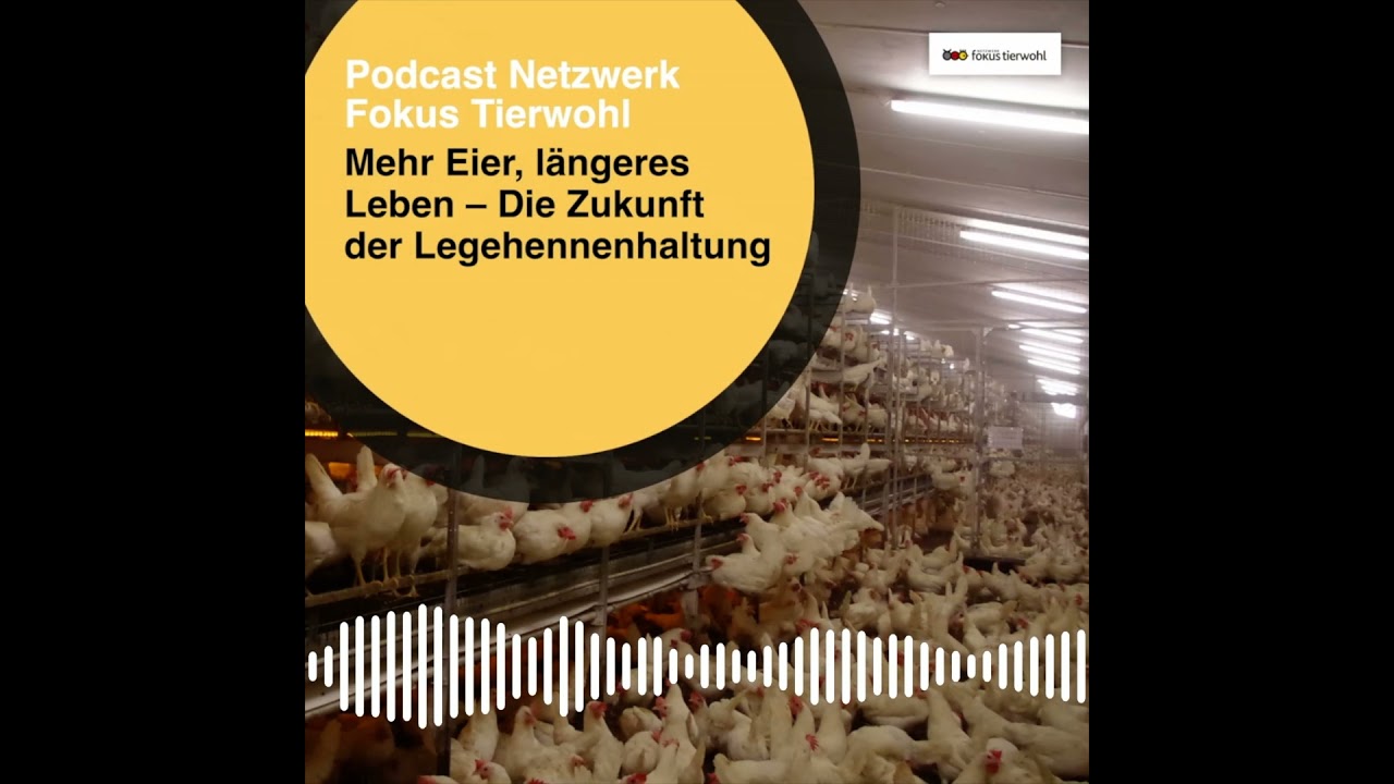 Mehr Eier, längeres Leben – Die Zukunft der Legehennenhaltung