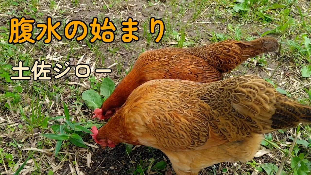 土佐ジロー【腹水のニワトリ】