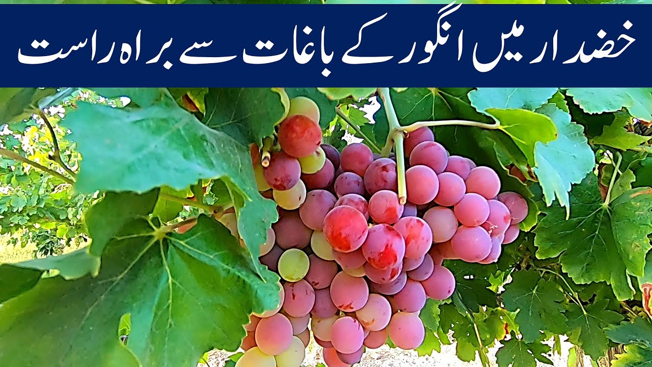 KHUZDAR MAIN ANGOR KAY BAGAAT | KHUZDAR - BALOCHISTAN | world of aziz