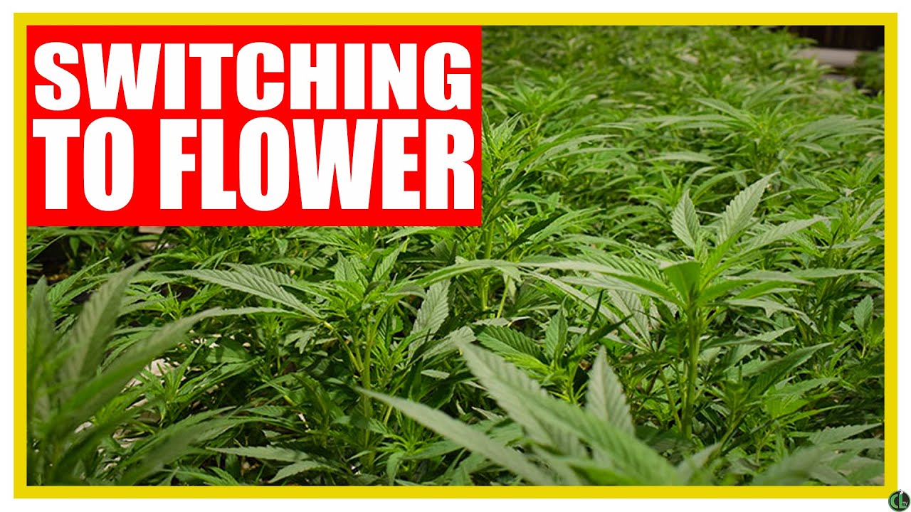 Do These Things When Switching to the Flower Cycle