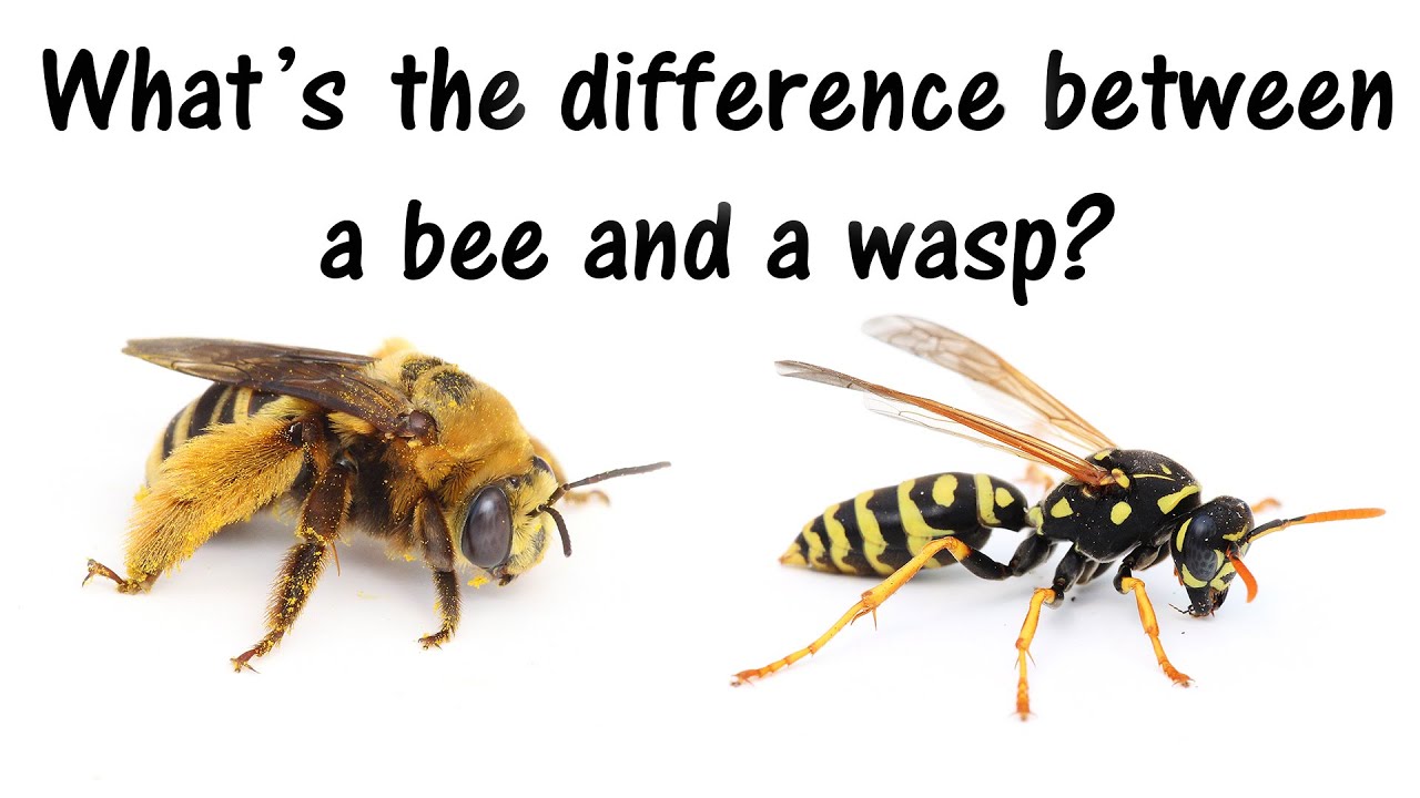 What's the difference between wasps and bees?