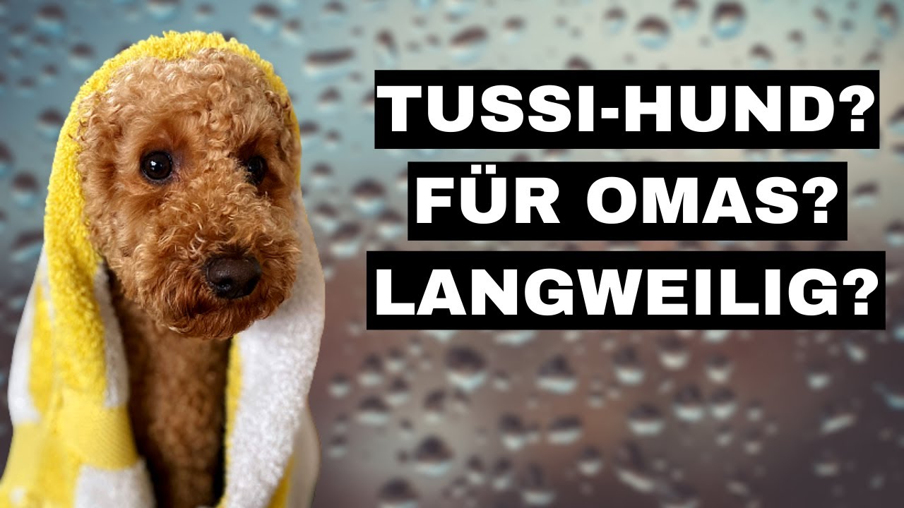5 Vorurteile gegenüber Pudeln - Jäger oder Tussi-Hund? Unsere Top 5