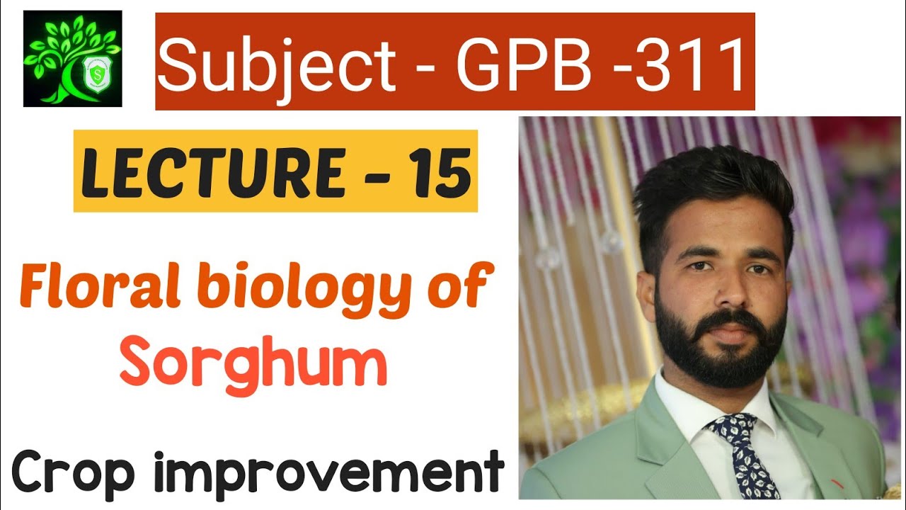 floral biology of Sorghum | Bsc Agriculture | crop improvement in Kharif crops | GPB -311 | NASHDEEP