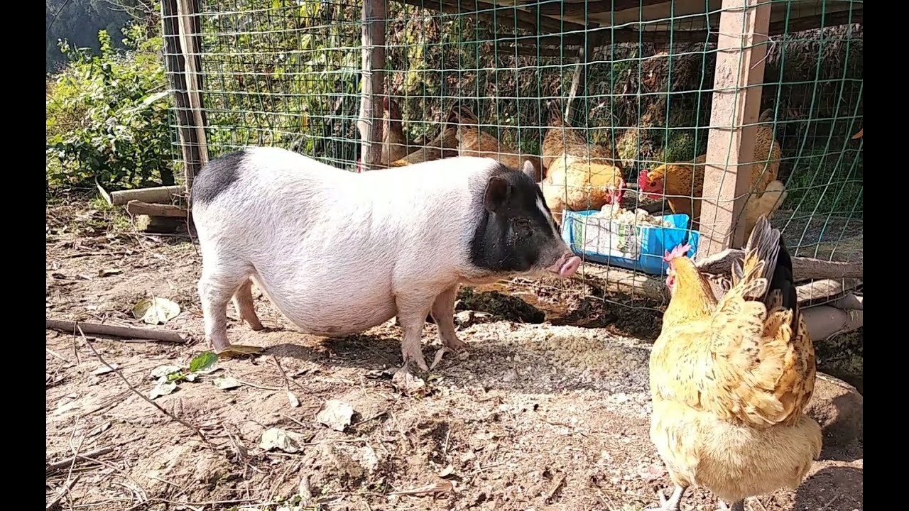 一只特立独行的猪，会斗鸡、爱撵路