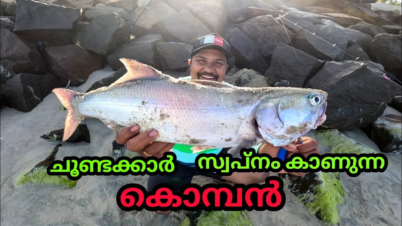 സാൽമൺ പിടിക്കാൻ പോയാലോ 😍 #salmon #indiansalmon #threadfinsalmon #വാഴ്മീൻ #salmonfishing #malayalam