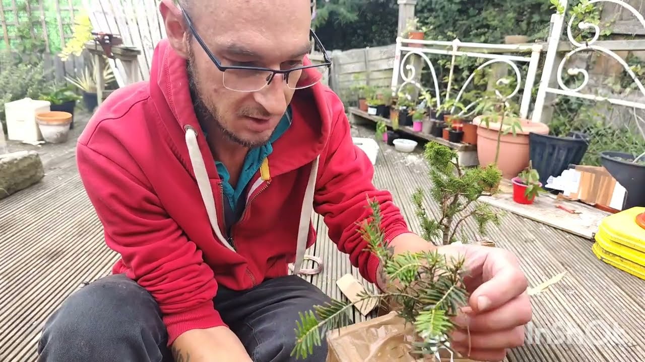 unboxing an actual bonsai tree from my good friend jonas @BonsaiCornwall