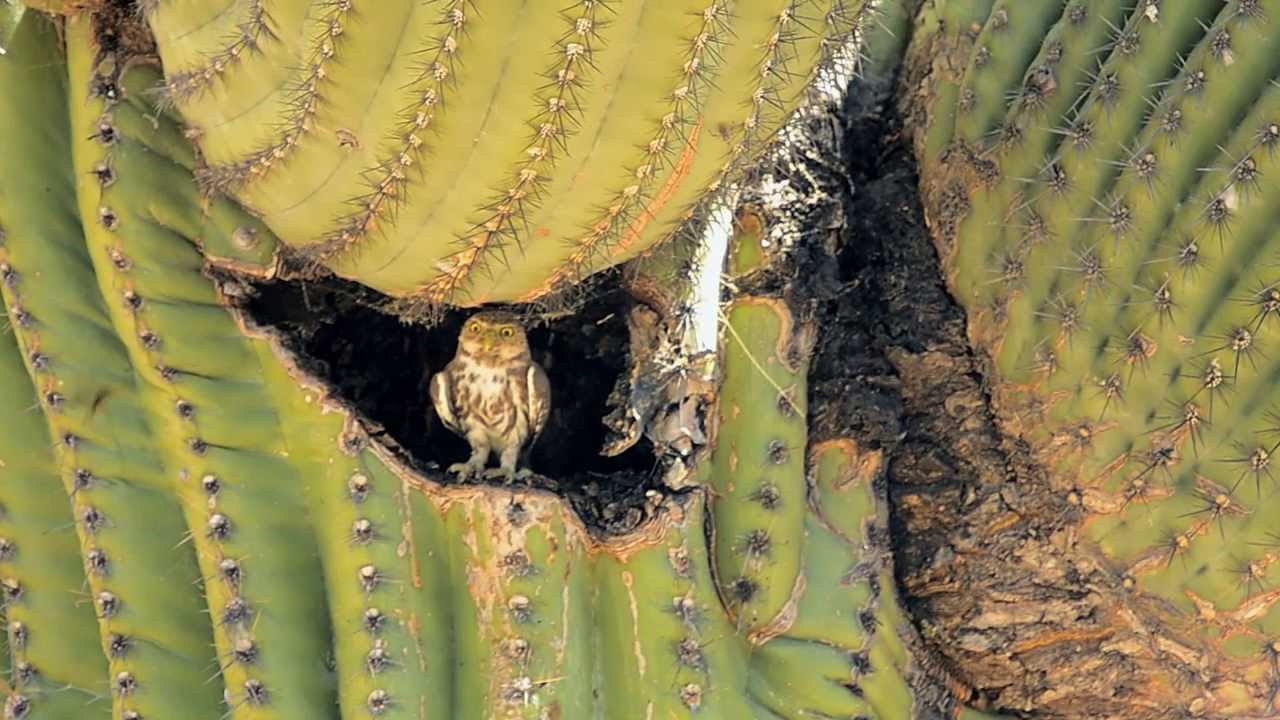 The Sonoran Desert Conservation Plan: Developing a Community