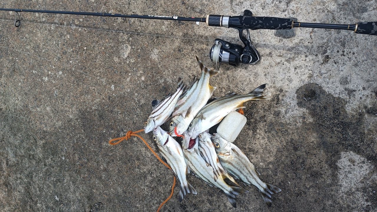 (Y2-E7) Ajing session, Bugaong Madness #ajing #pinoyangler #fishingvlogs #fishing
