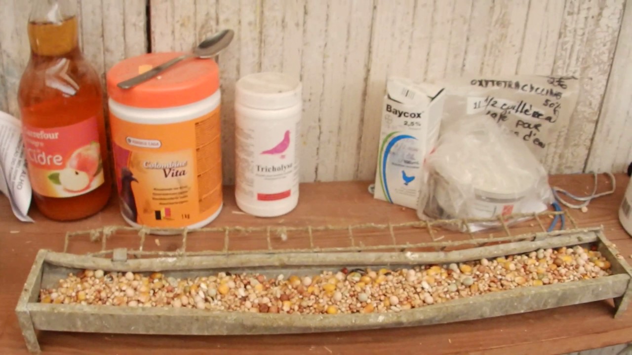 ALIMENTATION DE MES PIGEONS +BLABLA