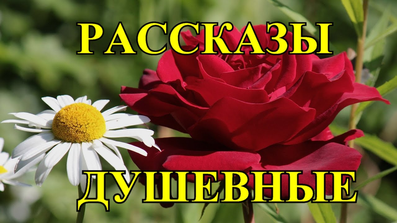 ДУШЕВНЫЕ РАССКАЗЫ❤️РОМАШКИ И РОЗОЧКИ❤️@TEFI РАССКАЗЫ