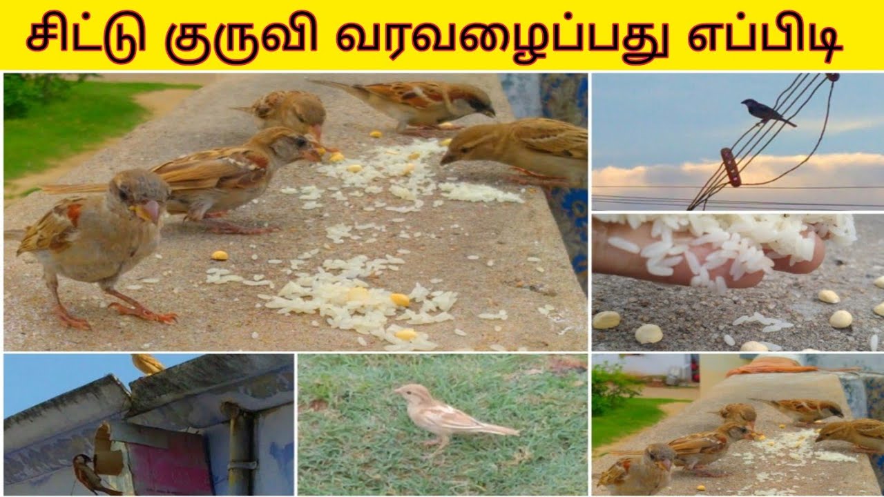 சிட்டு குருவிகளை வீட்டுக்கு வர வெய்பது எப்படி ?🐦💭/kuruvi koodu seivathu eppidi/ #chittukuruvi 🌅
