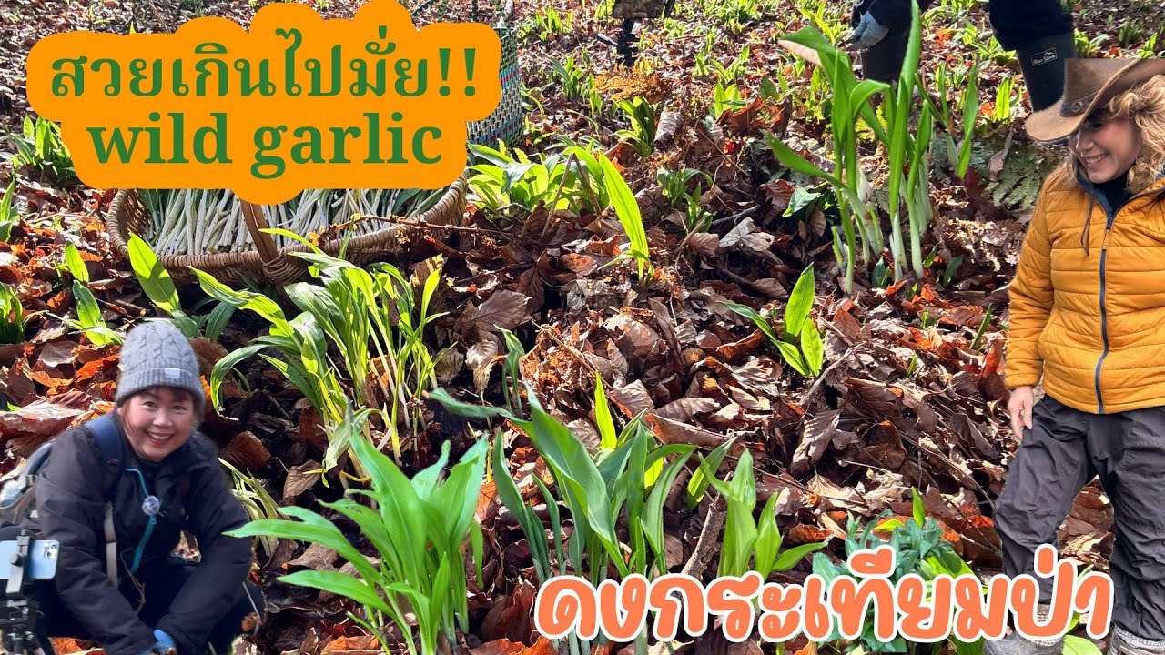 เก็บกระเทียมป่าเท่าไหร่ก็ไม่พอ‼️งามเกิ๊น😃pick wild garlic so beautiful❗️🌱🌱￼