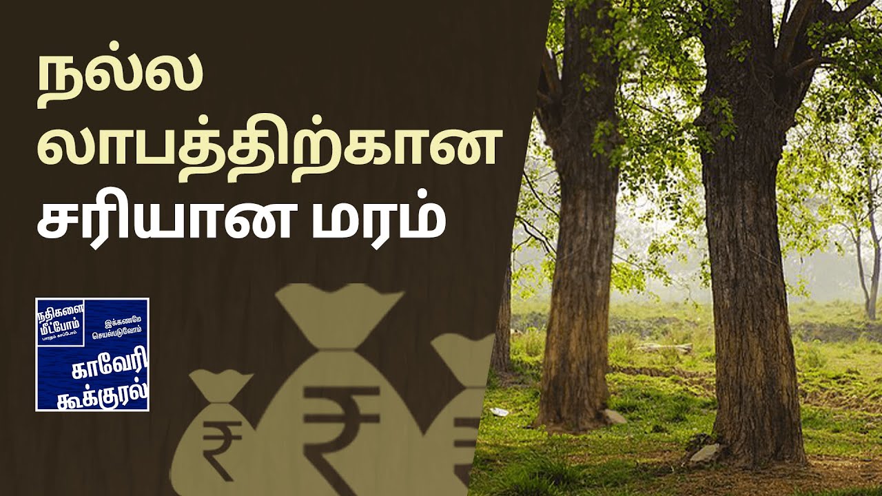 மண்ணிற்கேற்ற மரங்களைத் தேர்ந்தெடுத்தல்- மரக்கன்றுகள் நன்றாக வளர்வதை எப்படி உறுதி செய்வது- படி 4