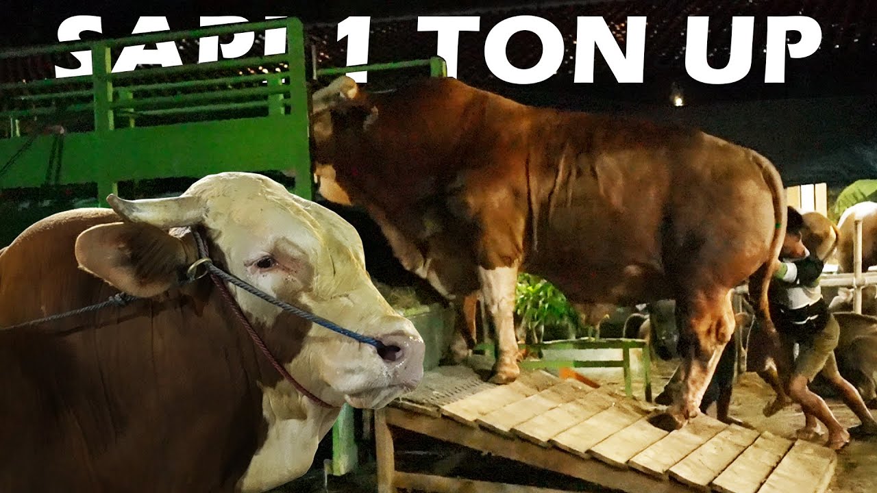 (MAS JUN) SAHABAT GRANDONG OTW KE ARAH TIMUR || Sapi 1 Ton Up
