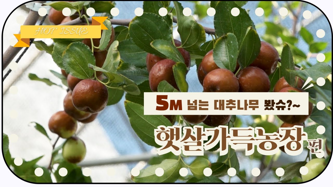 5M넘는 대추 봤슈?? 여기 아산 서박사님 농장은 대추키가 그까이꺼 후~딱 5M넘어가부러~▒ 미림원예종묘 ▒#천황대추#farming #미림원예종묘