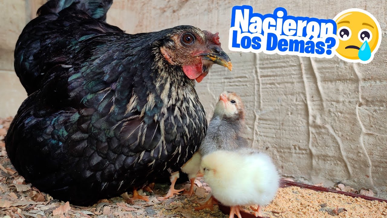 Organizando el sitio para los pollitos recién nacidos 🐥 Nacieron los demás huevos?😢